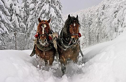 Sleigh Rides